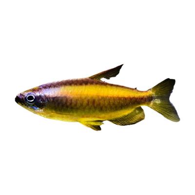 鸽子扯旗热带观赏鱼刚果