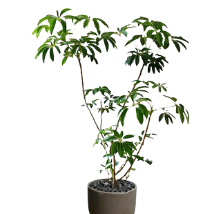 日本大叶伞保罗老桩绿植室内大型落地式植物客厅办公室大盆栽好养