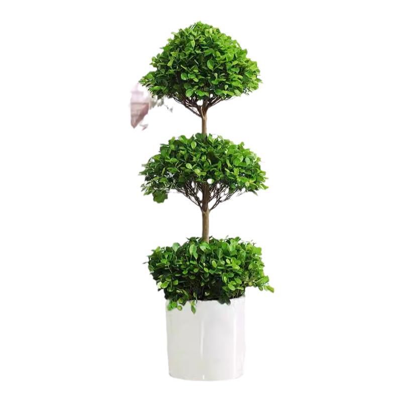 金钱榕大型绿植净化空气装饰家居