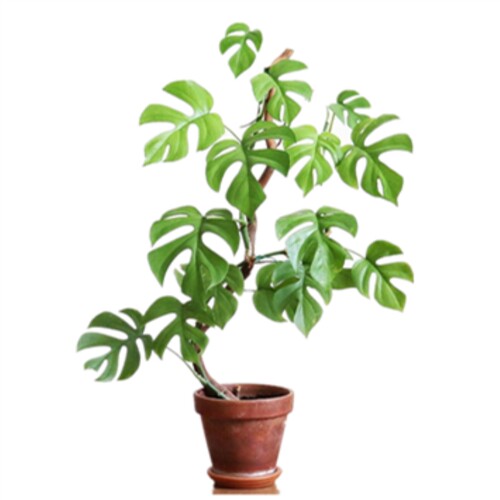 姬龟背竹 龟背竹稀有品种 北欧风室内绿植 绿植室内盆栽