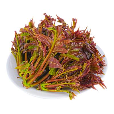 【现货】红香椿芽云南野菜包邮