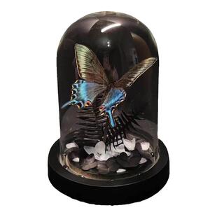 绿带翠凤蝶森林绿皇后真蝴蝶标本艺术玻璃罩摆件手工生日收藏礼物