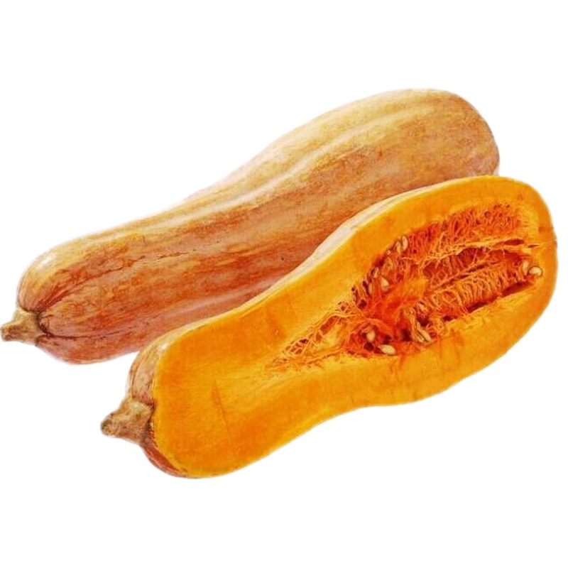 食用香甜早熟蔬菜孑纯种蜜本南瓜
