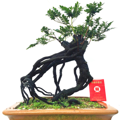 精品小叶紫檀盆景黑骨茶阳台