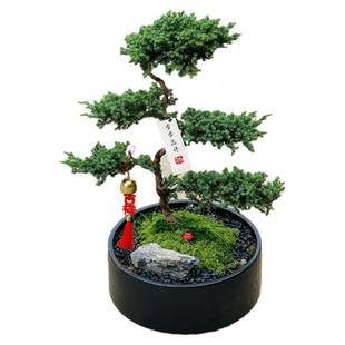 五层塔松盆景真桌面绿植开业乔迁礼物办公室步步高升盆栽室内植物