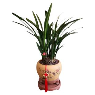 墨兰企黑兰花苗报岁兰花冬天带花苞室内绿植客厅办公浓香花卉盆栽