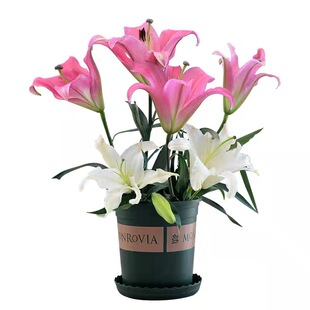 进口重瓣香水百合花种球带牙种子多头浓香室内外花卉盆栽