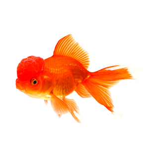 红狮金鱼国师鱼冷水鱼金鱼活鱼淡水锦鲤活体好养耐活不加温观赏鱼