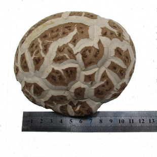 大花菇8-10-13cm剪脚冬菇天白香菇干货特产蘑菇食用菌农家