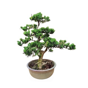 老桩罗汉松大型盆景小叶雀舌造型树苗好养迎客松室内小型桌面盆栽