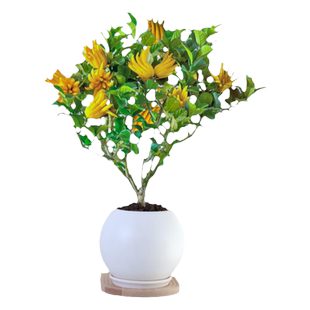 佛手树盆栽带果老桩佛手柑鲜果树苗客厅植物室内阳台好养花卉绿植