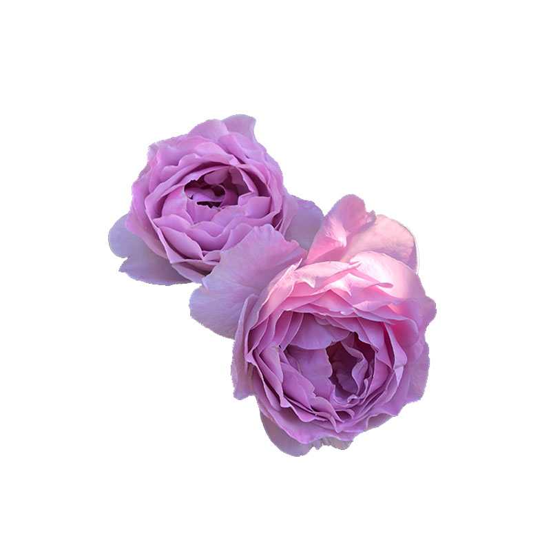 plumbagin白红蓝雪花防雾霾室内外净化空气爬藤花卉苗小星星rose