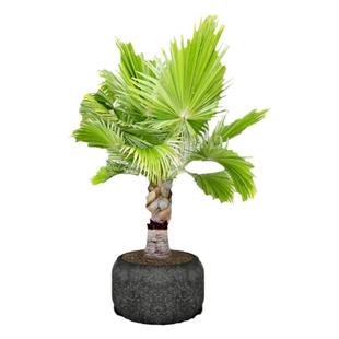 棕榈树苗别墅庭院大型耐寒四季常青绿化风景植物扇子树热带棕树苗