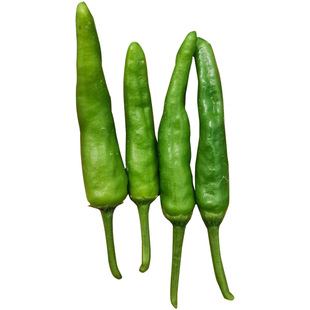 正宗寿禾樟树港辣椒种子种籽孑苗岳阳特产樟树港湖南秧春季秧苗