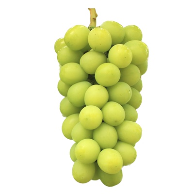 虹越落叶果树爬藤、丰产葡萄树