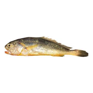 浙奉渔野生大黄鱼小条舟山野生小黄鱼新鲜海捕黄花鱼深海冰鲜新鲜