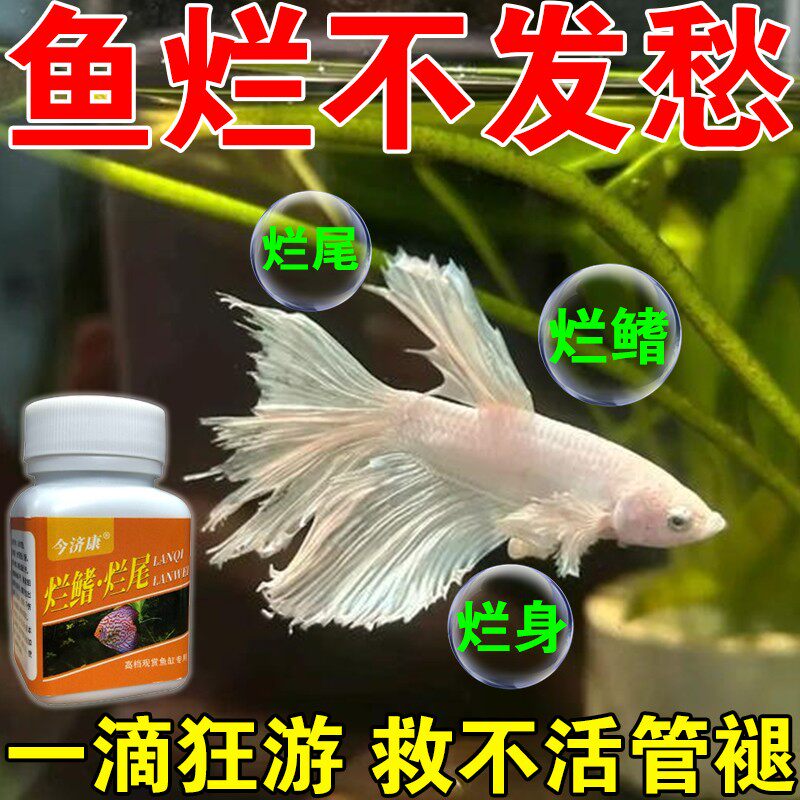 观赏鱼水缸烂尾烂鳍黄粉烧尾热带鱼鱼缸金鱼烧尾蛀鳍烂鳍烂身烂鳞