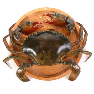 海南和乐蟹鲜活大青蟹野生蟹母螃蟹大红膏蟹海蟹2斤顺丰包邮