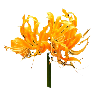 海蒂的花园彼岸花石蒜多年生种球