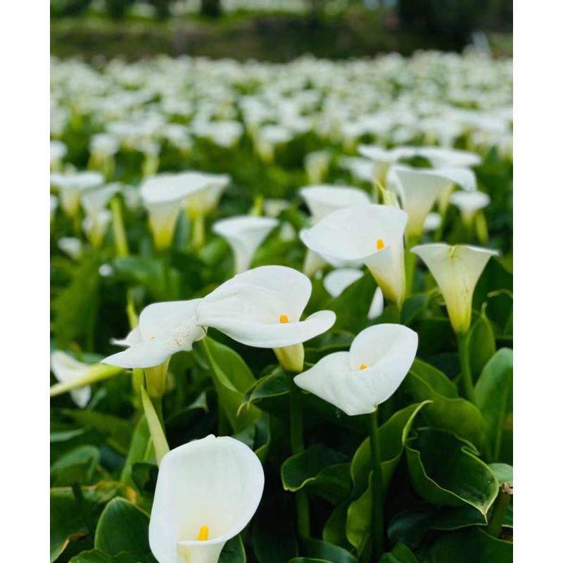 云南鲜花直发  风铃草铃铛花  下单发货顺丰冷链包邮