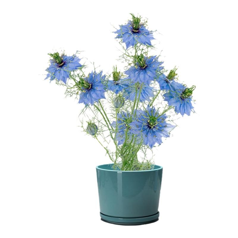 多季开花室内外易种黑种草花种籽