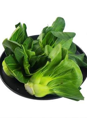 上海青菜宁夏小青菜叶嫩鲜甜软糯