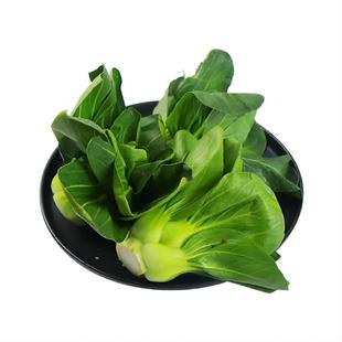 上海青新鲜农家蔬菜小青菜小油菜宁夏矮脚青仔供港青苗软糯清甜