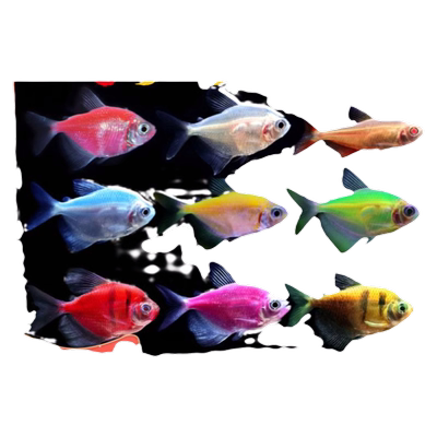 天使鱼七彩鱼柠檬青苹果灯科鱼