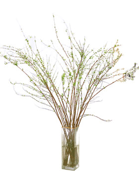 【当天发货】云南雪柳鲜枝带花苞