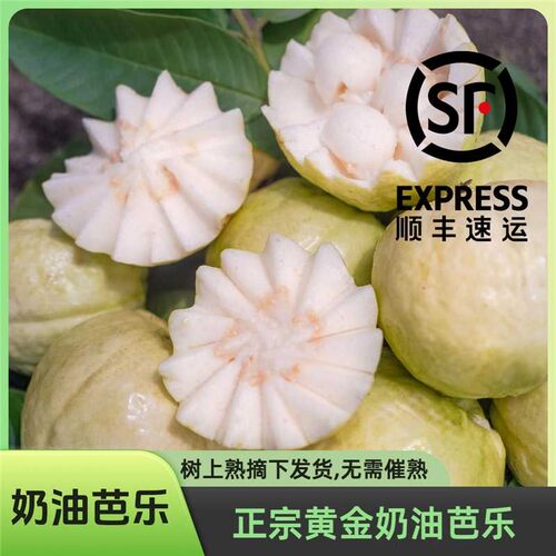 树上熟发货奶油芭乐 白心软芭乐番石榴口感软香甜 收到就是软的