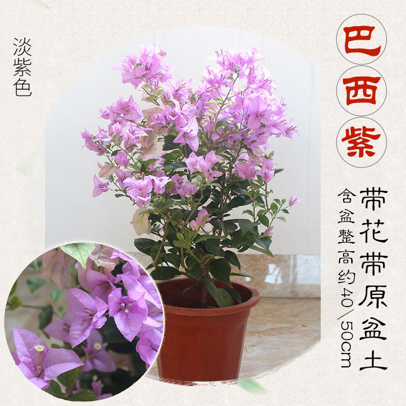 三角梅带花盆栽安格斯云南紫小叶紫四季开花庭院植物