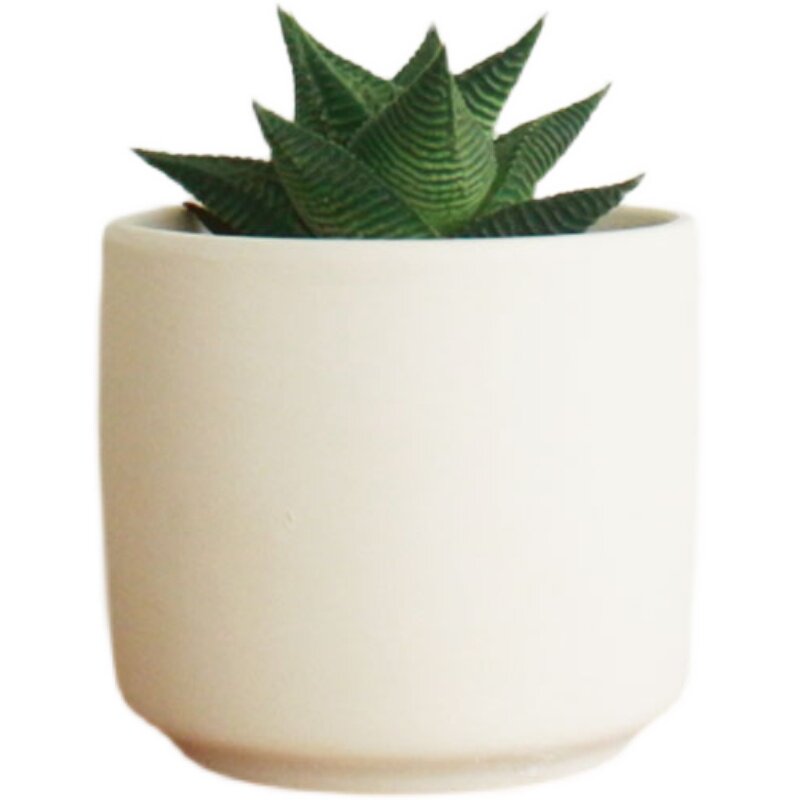 桌面植物绿植非常容易仙人掌