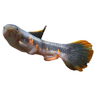 橙腹牙鱼 七彩牙鱼 南美奥黑牙鱼 枯木牙鱼 加拉辛肉食性猛鱼