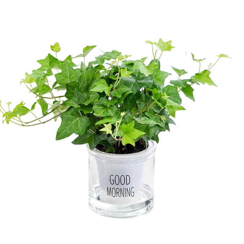常春藤绿植盆栽植物室内净化空气高颜值四季常青吊兰爬藤好养花卉