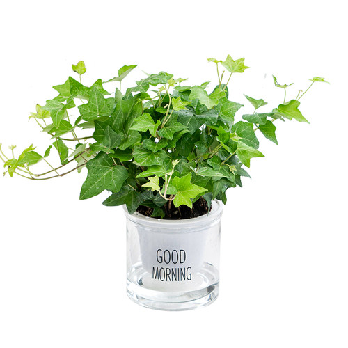 常春藤绿植盆栽植物室内净化空气高颜值四季常青吊兰爬藤好养花卉