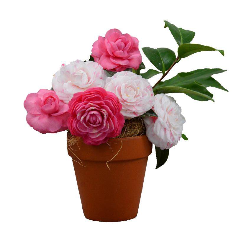 白底十八学士山茶花盆栽树苗带花苞一树多色阳台户外庭院绿植花卉