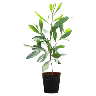 大叶相思台湾相思树苗马占相思造林复绿树山林速生树庭院遮荫常绿