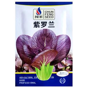 紫色罗兰红油菜种子上海青菜春四季阳台盆栽庭院播种植疏蔬菜种籽