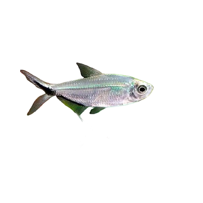 黑尾大勾好养淡水鱼包邮