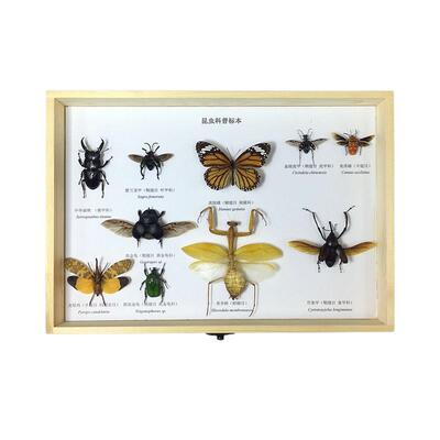 蝶语昆虫蝴蝶标本原木学生甲虫