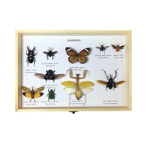 蝶语 昆虫蝴蝶标本原木立体框天牛甲虫蝉标本学生科普教材展览
