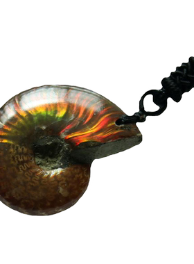 化石天然吊坠项链小号斑彩螺