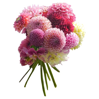 海妈家大丽花种球包对版