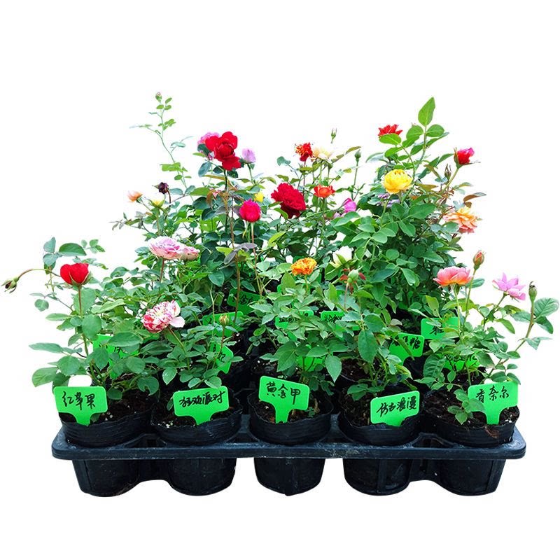 小苗月季花苗爬藤开花玫瑰阳台花卉绿植室内盆栽四季好养蔷薇树苗