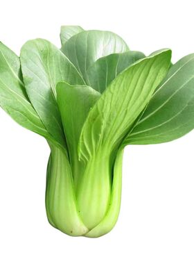 上海青种子抗热605青菜小白菜