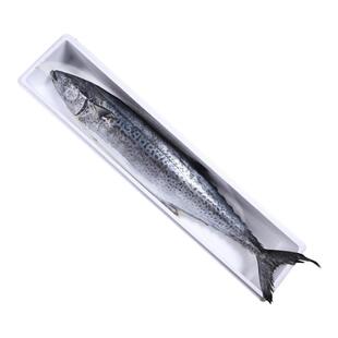 鲅鱼马鲛鱼新鲜冷冻青岛鲅鱼年货鲅鱼礼盒海鲜水产顺丰包邮大鲅鱼