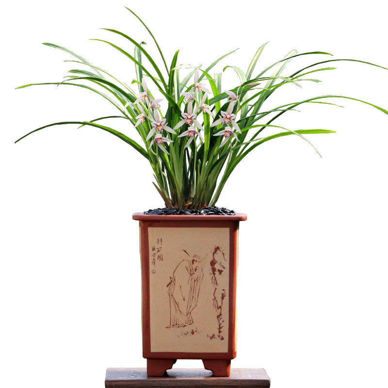 高端老种四季建兰花苗白娘子带花浓香青山玉泉白雪公主好养室内卉