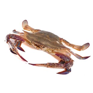 北京闪送 5-9两1只 活蟹梭子蟹海蟹飞蟹新鲜满肉公母螃蟹海鲜水产