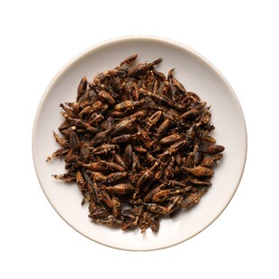 地牯牛新鲜蚁狮金沙牛虫中药材倒退虫金砂牛蚂岭正宗广西特级