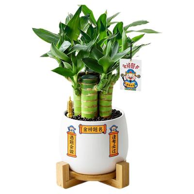 文昌竹小盆栽桌面绿植水培好养